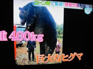ラーメンの仕込み中にクマに襲われ男性けが 「やられて、投げ返した」 男性は反撃しクマ逃げる 国道沿いの店舗敷地内に出没 青森県三戸町