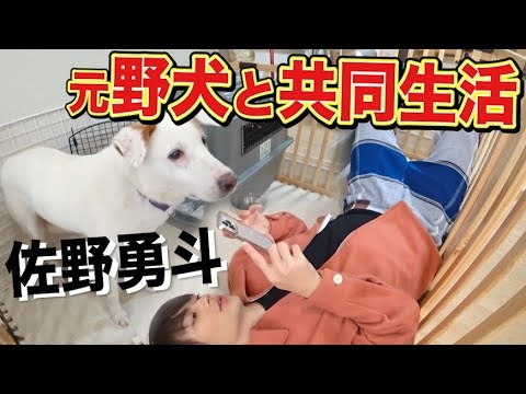 【保護犬】佐野勇斗が元野犬と共同生活開始！