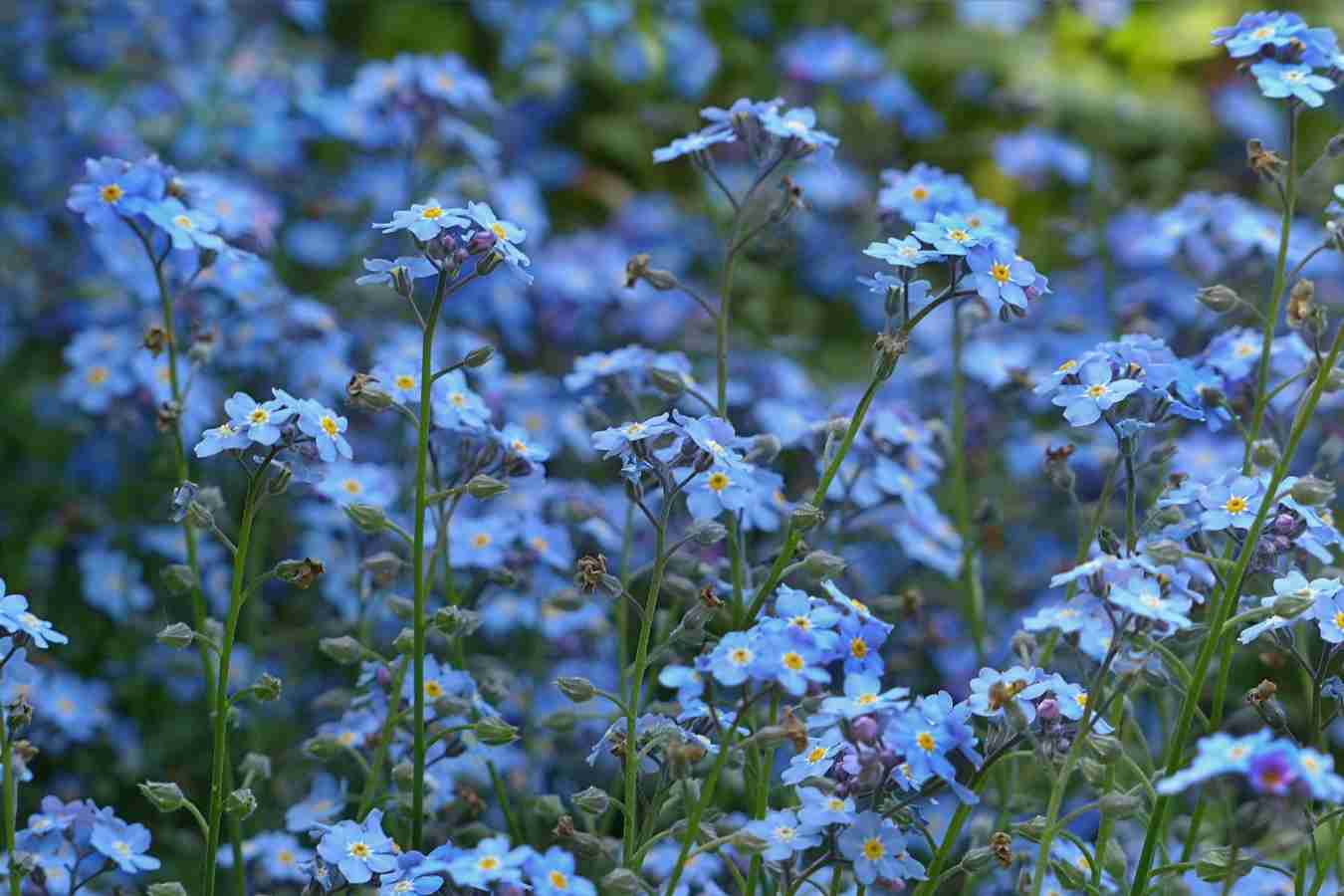 素朴で可憐な花