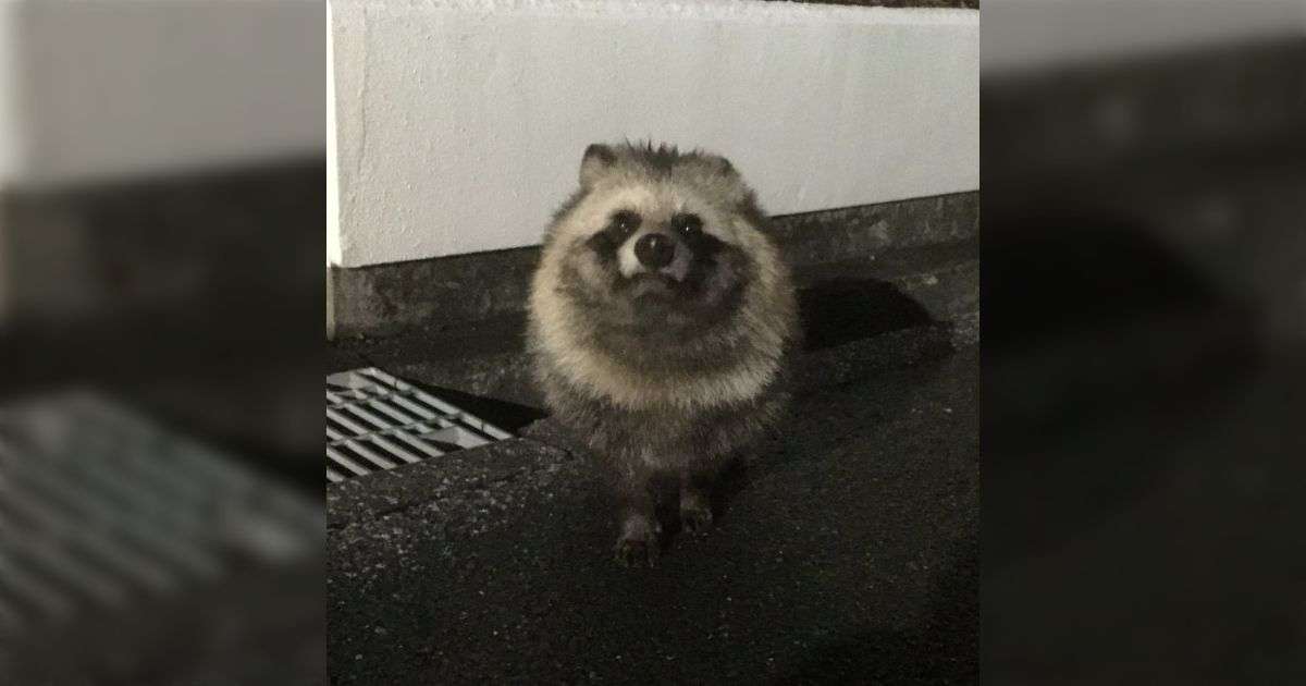 アライグマやニホンザルは明確に人間をなめ腐った目つきをするがタヌキは大抵「なにもね、悪いことしてないのでね、いじめられたりしないはずです」という謎の自信をもった顔でくる - Togetter