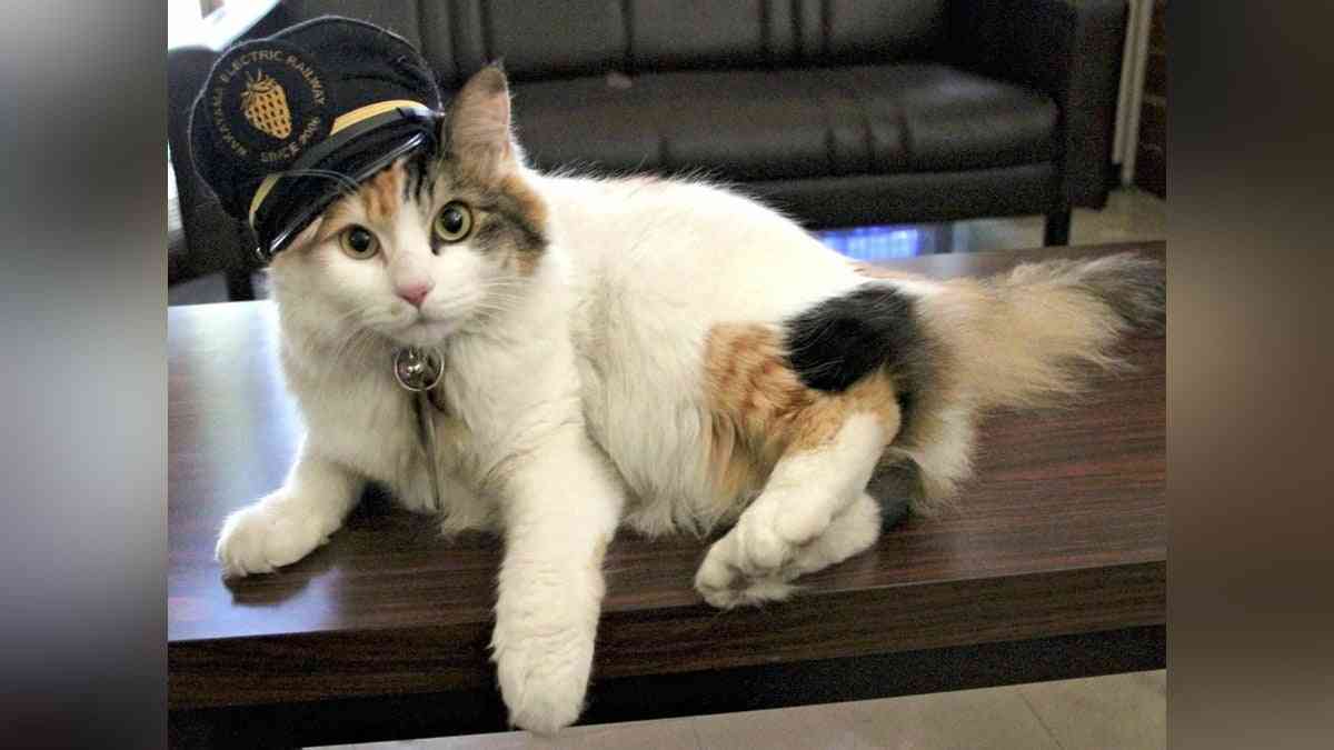 和歌山電鉄貴志駅の２代目猫駅長「ニタマ」天国へ…「働きぶり健気で喜びと誇りを与えてくれた」 : 読売新聞