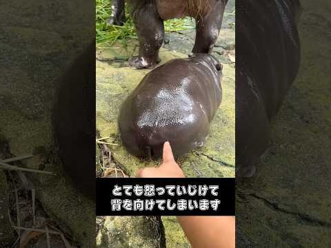 いじけるカバの赤ちゃん
