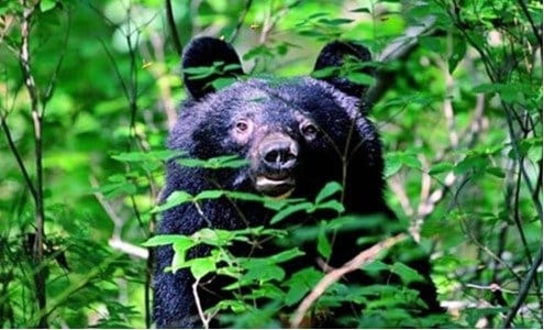 クマ問題　自衛隊が｢銃でクマ駆除｣は｢非現実的｣｢たぶん当たらない｣　ハンターが切実に願う｢後方支援｣とは | 概要 | AERA DIGITAL（アエラデジタル）