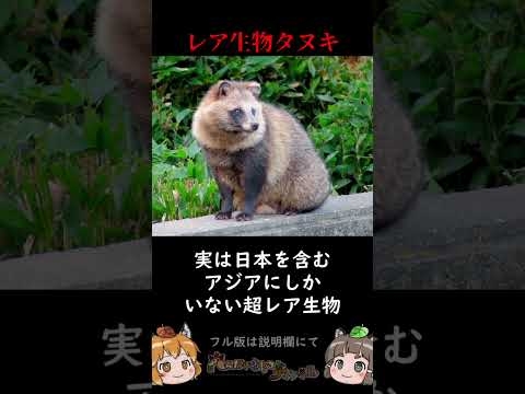 タヌキが世界的にレア生物過ぎてヤバい #shorts