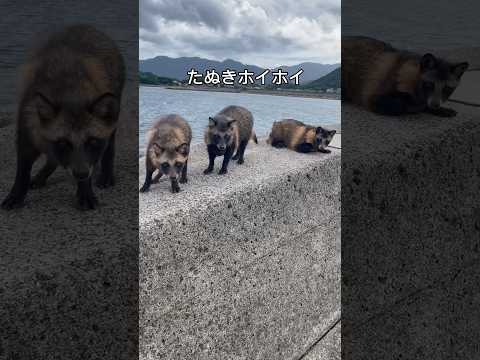 暴風の日でも出迎えてくれるタヌポンヌ達#この後お水あげました #おすすめ #たぬき #香川県 #平成ぽんぽこ#タヌポンヌ#田舎の風景