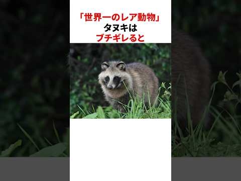 「世界一のレア動物」タヌキの意外すぎる雑学 #shorts