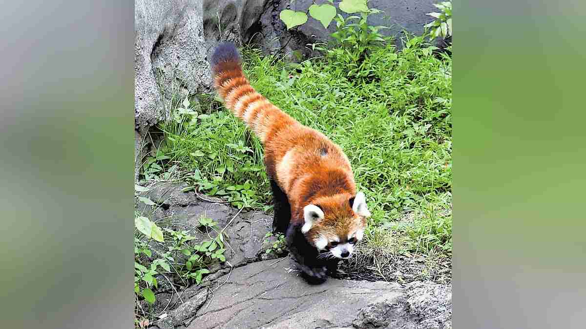 実は絶滅危惧種のレッサーパンダ…国内動物園には２５０匹、飼育員「知らない人も多い」 : 読売新聞