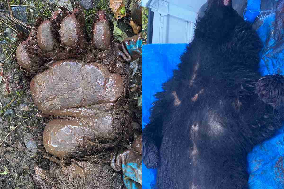 《猟友会にも寄せられるクレーム》罠にかかった凶暴なクマの映像に「歯や爪が悪くなってかわいそう」と…クレームに直面した高齢ベテランハンターの“嘆き”とは｜NEWSポストセブン