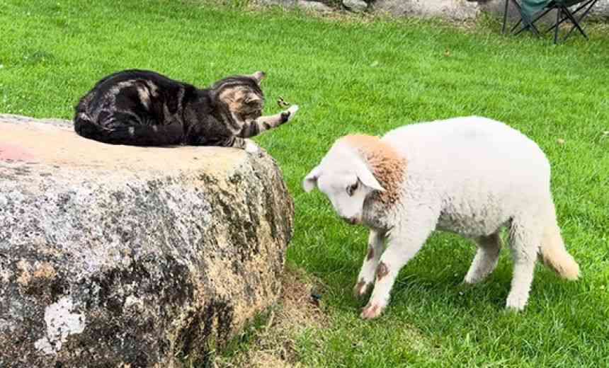 羊と猫の椅子取りゲーム。岩を独り占めしたい羊と猫の攻防戦が面白い