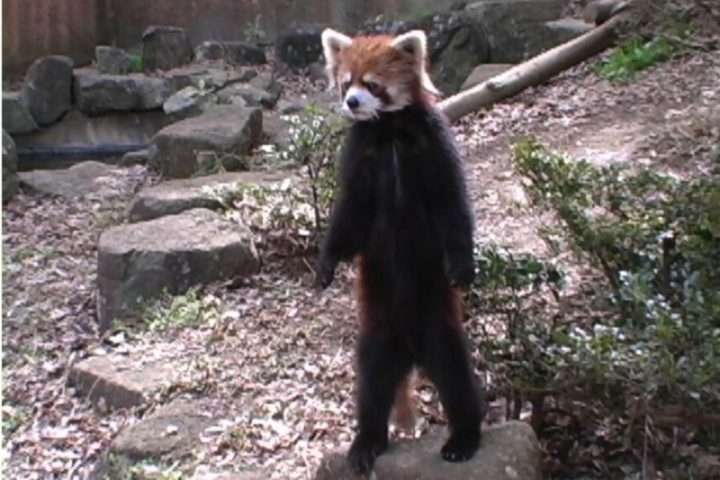 《今も立つのか》22歳になったレッサーパンダの風太くんの現在「右目は失明」「繁殖を繰り返して」知られざるその歩み（女性セブンプラス） - Yahoo!ニュース