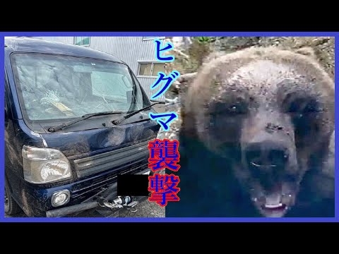 ヒグマに襲われ「軽トラ」 