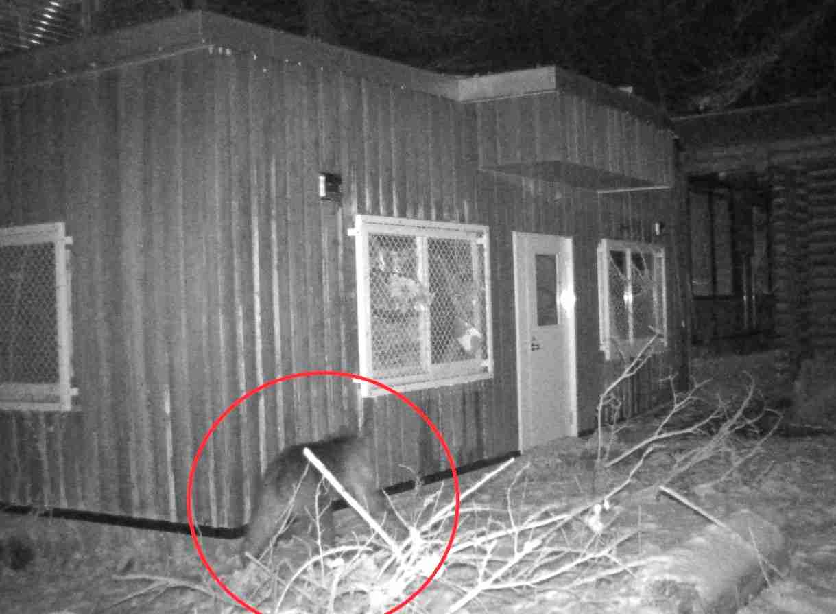 【ヒグマの写真あり】円山動物園『破壊した窓枠にしがみつくクマ』シマフクロウ用の「ヒヨコ・ホッケ」強奪か？エサの味覚えて