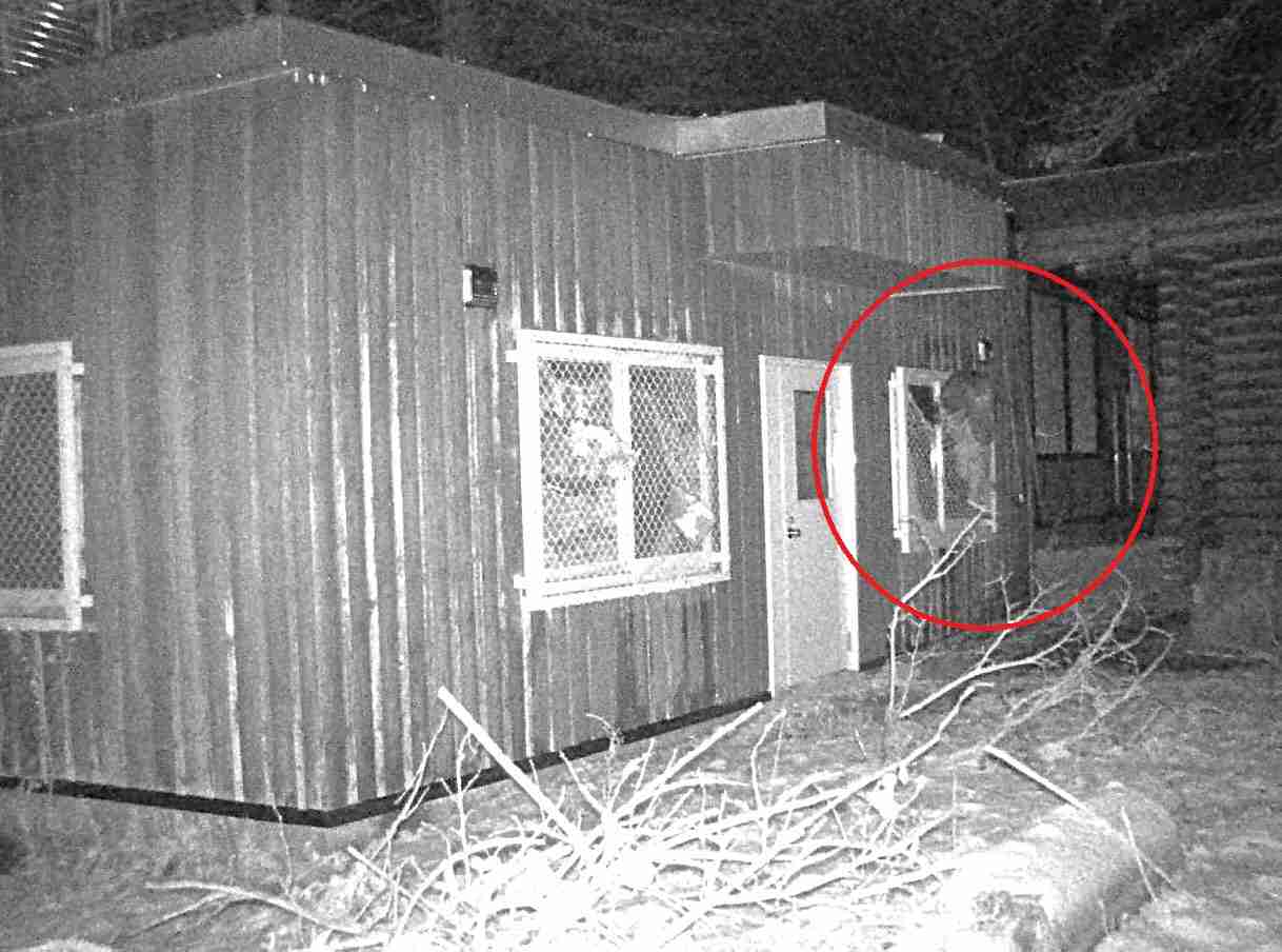 【ヒグマの写真あり】円山動物園『破壊した窓枠にしがみつくクマ』シマフクロウ用の「ヒヨコ・ホッケ」強奪か？エサの味覚えて