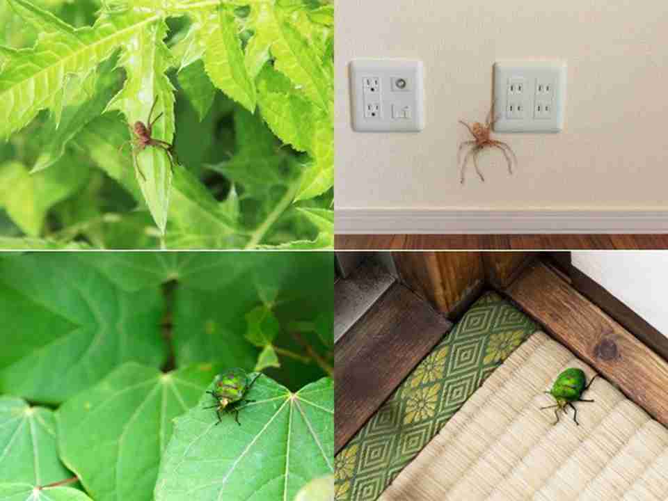 現代人の虫嫌いは「都市化に原因」、東大の研究で明らかに | Science Portal - 科学技術の最新情報サイト「サイエンスポータル」