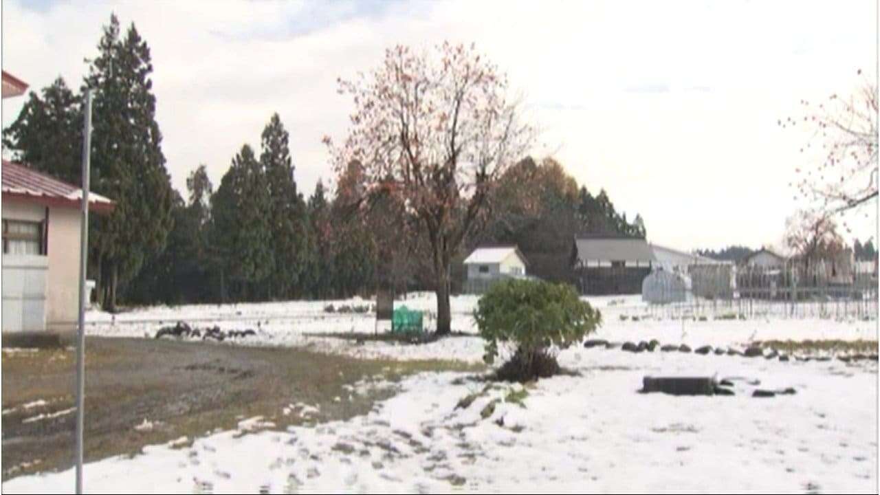 「家族がクマに襲われた。血が出ている」クマが突如 頭上の木の上から…顔咬まれた女性は家に駆けこみ…