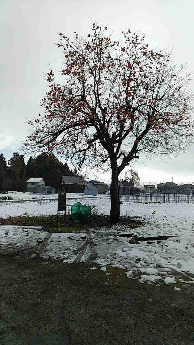 「家族がクマに襲われた。血が出ている」クマが突如 頭上の木の上から…顔咬まれた女性は家に駆けこみ…