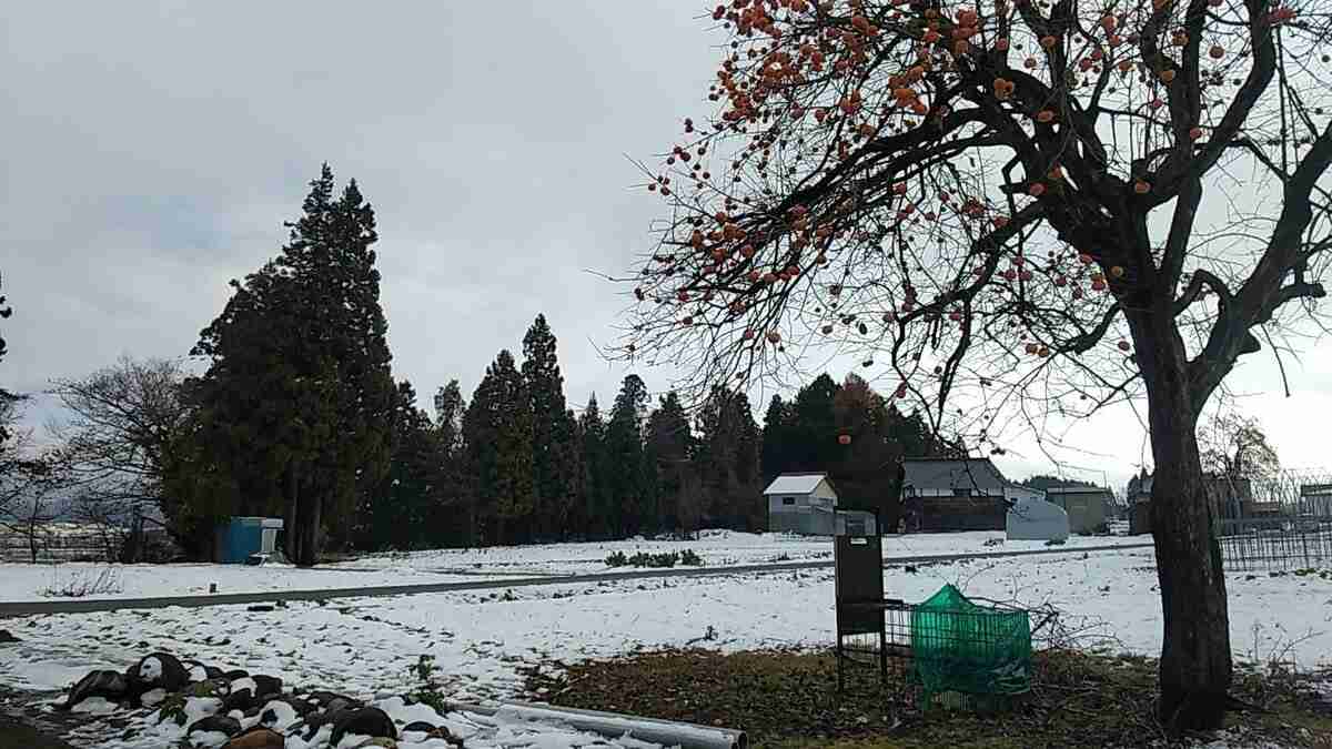 「家族がクマに襲われた。血が出ている」クマが突如 頭上の木の上から…顔咬まれた女性は家に駆けこみ… | 山形のニュース│TUYテレビユー山形