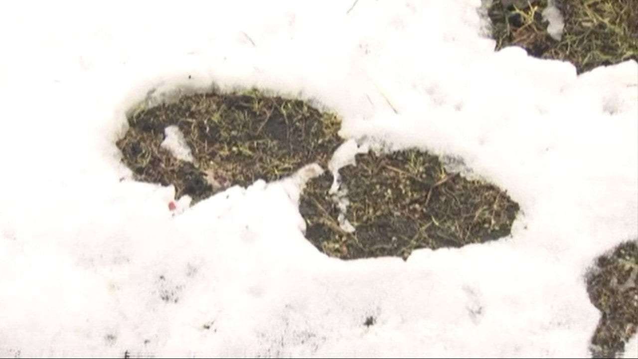 「家族がクマに襲われた。血が出ている」クマが突如 頭上の木の上から…顔咬まれた女性は家に駆けこみ…