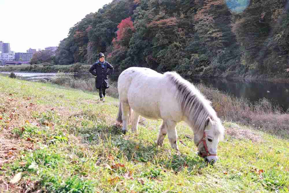 ポニーの「ポーちゃん」熊を警戒?　目撃情報後、散歩コースの仙台・広瀬川に行かなくなる（河北新報） - Yahoo!ニュース