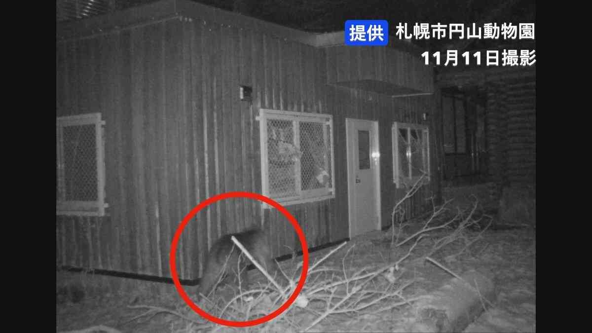 【速報】円山動物園の敷地内でヒグマ1頭を駆除　園内に設置した箱わなにかかる　連日出没していた個体とみられる | 北海道のニュース｜HBC北海道放送