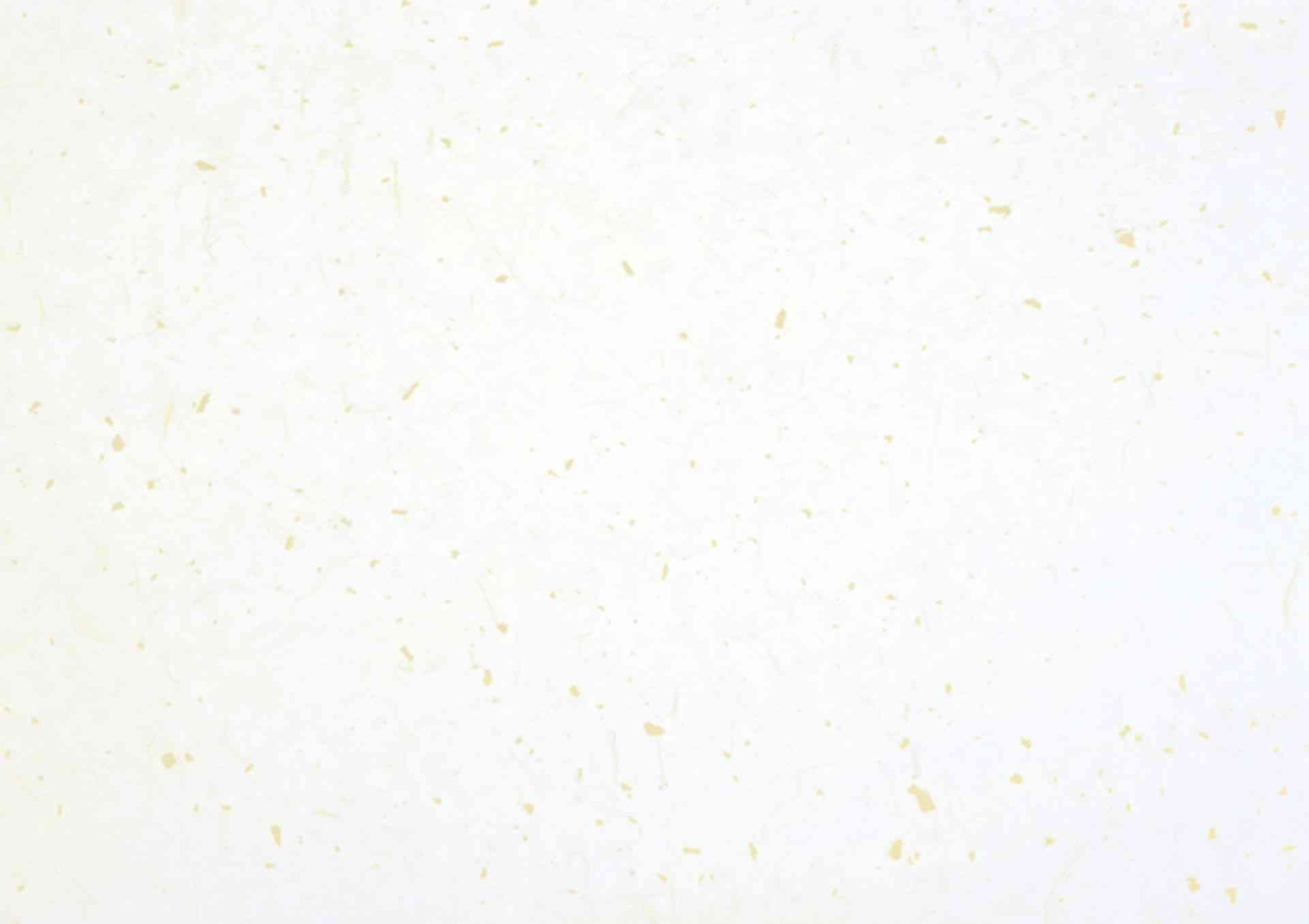 薬膳とは | 日本中医食養学会