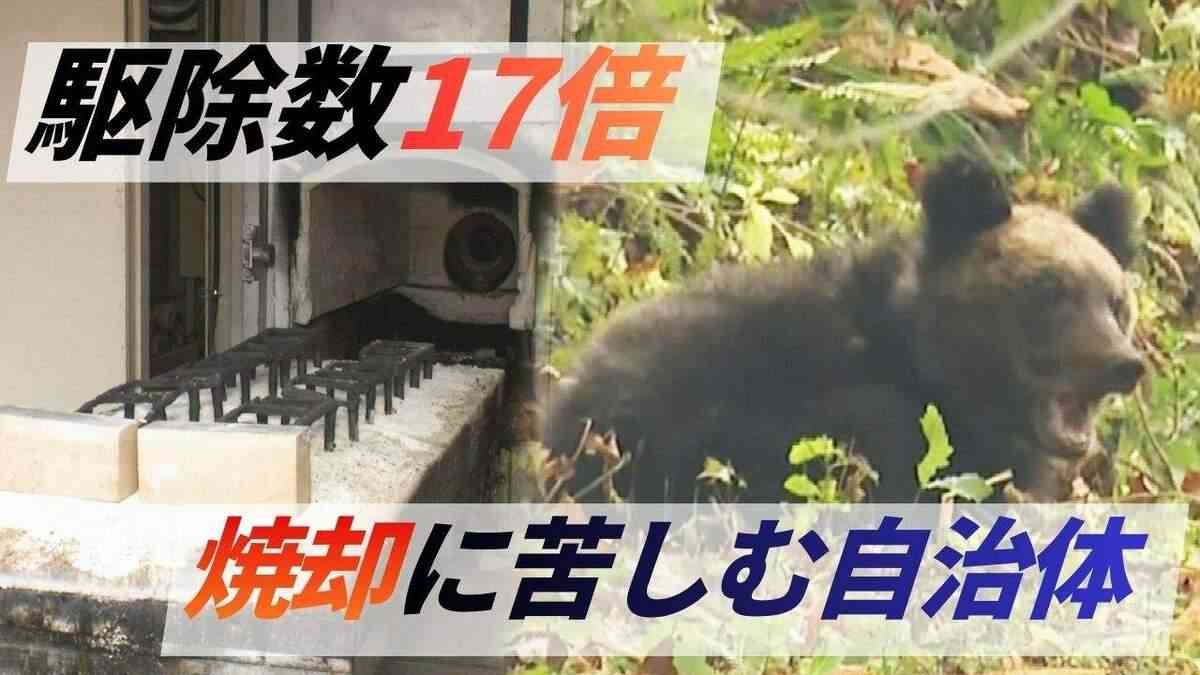 【ヒグマ】焼却施設が限界　駆除数17倍で処理に追われる自治体が疲弊　1頭焼却に灯油100リットル　作業追いつかずに腐敗進み、埋めるケースも | 北海道のニュース｜HBC北海道放送