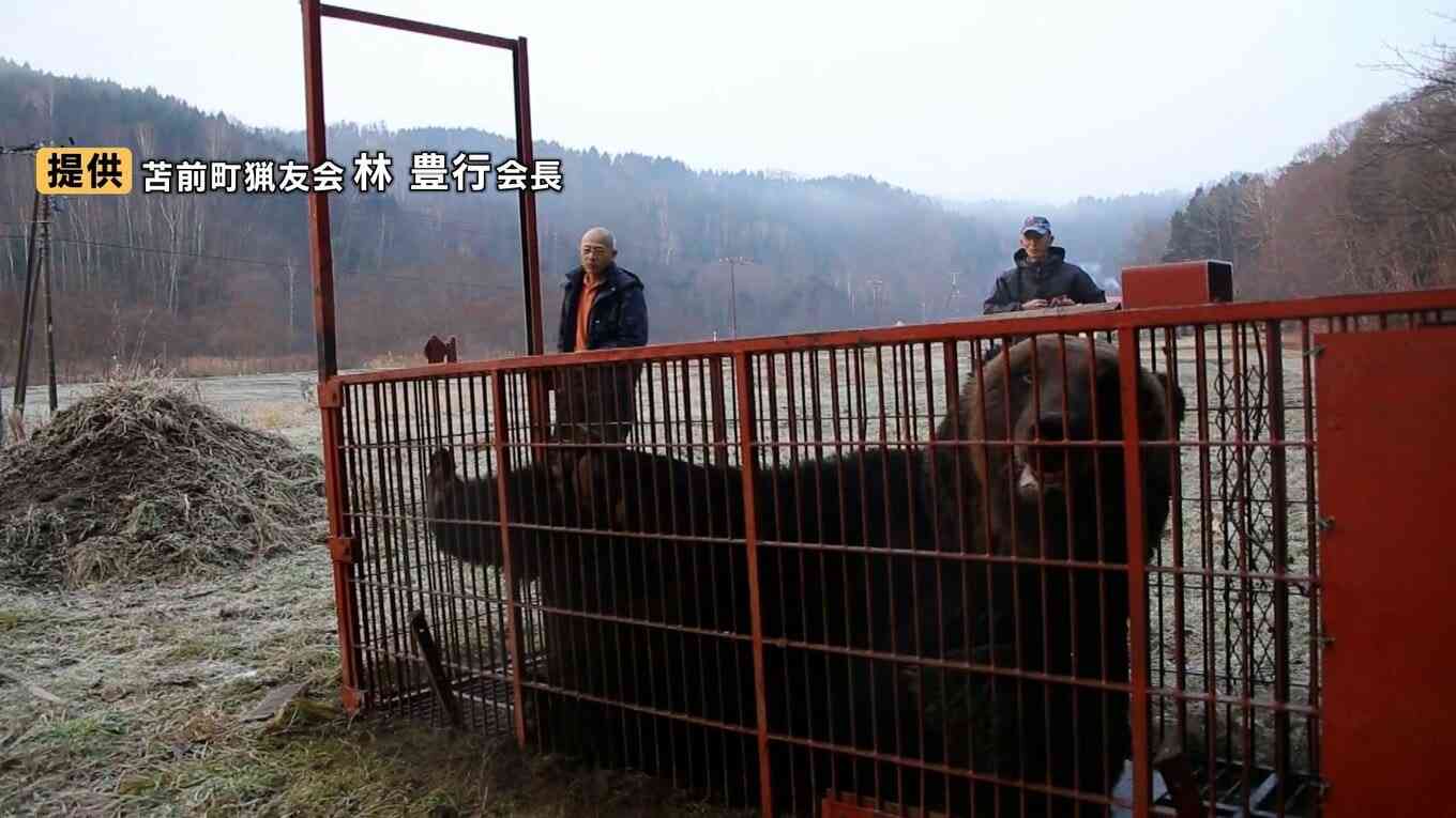 【ヒグマ】焼却施設が限界　駆除数17倍で処理に追われる自治体が疲弊　1頭焼却に灯油100リットル　作業追いつかずに腐敗進み、埋めるケースも