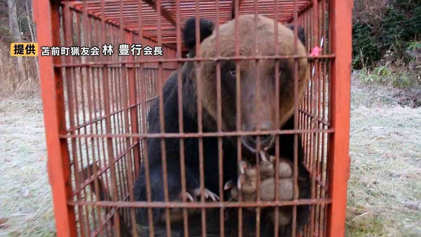 【ヒグマ】焼却施設が限界　駆除数17倍で処理に追われる自治体が疲弊　1頭焼却に灯油100リットル　作業追いつかずに腐敗進み、埋めるケースも