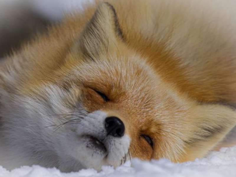 これはあざとい…！北海道に生息する野生動物の「かわいい瞬間」5選 - 北海道Likers