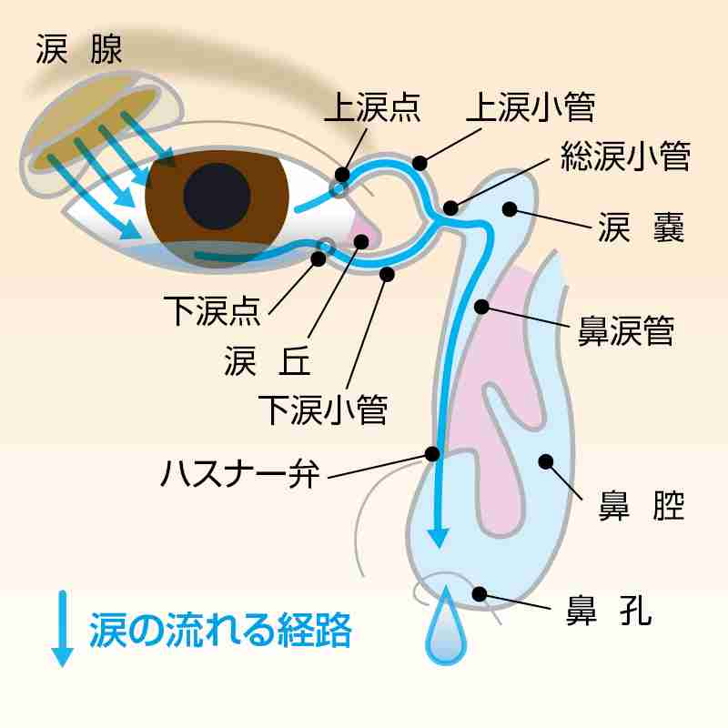 眼瞼炎