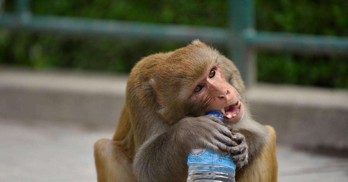 20～50の質問をされるたび、ChatGPTは500mlのペットボトル1本分の真水を「飲む」必要がある —— 最新調査 | Business Insider Japan