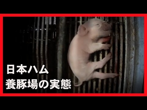 日本ハムの農場における豚の母子への虐待【ナレーター：TAO】