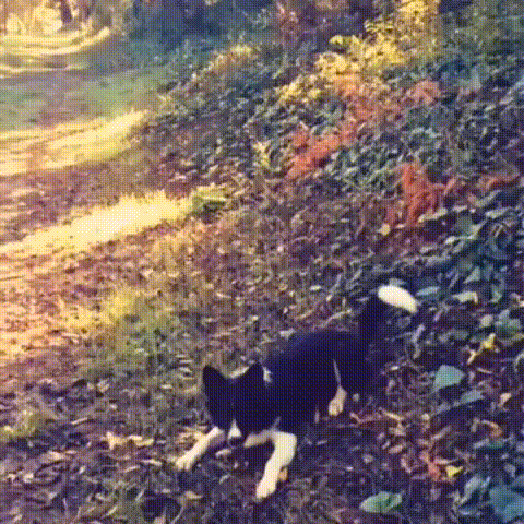 秋だから… シネマグラフをみんなで貼ろう