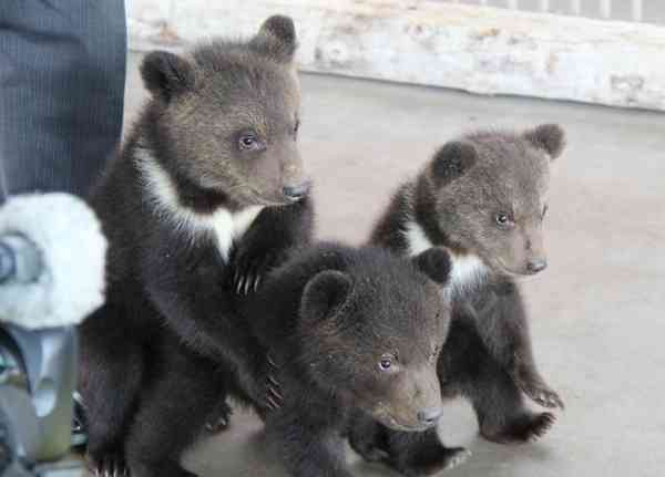 「捕殺だけでは解決しない」「子グマ殺すな」日本熊森協会が緊急要請、環境省に対策見直し求める