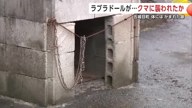 ラブラドール・レトリバーがクマに襲われたか　犬の左足にかまれた跡　付近にはクマのふん　秋田・五城目町（秋田テレビ） - Yahoo!ニュース