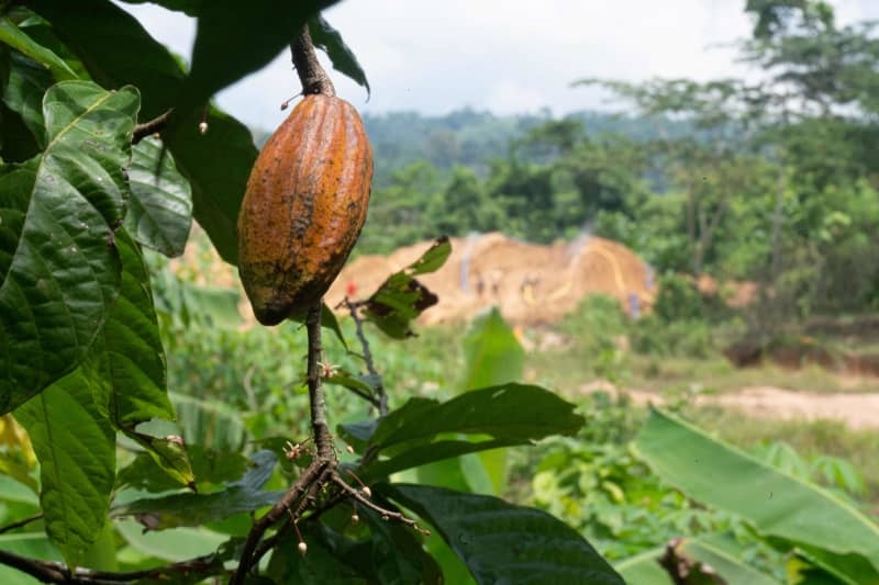 生産激減でバレンタイン直撃？日本の輸入の７割、西アフリカ・ガーナで起きている異変　破壊されたカカオ農地・・・生活の糧を手放す農家の事情と、変わるチョコレートの世界地図（47NEWS） - Yahoo!ニュース