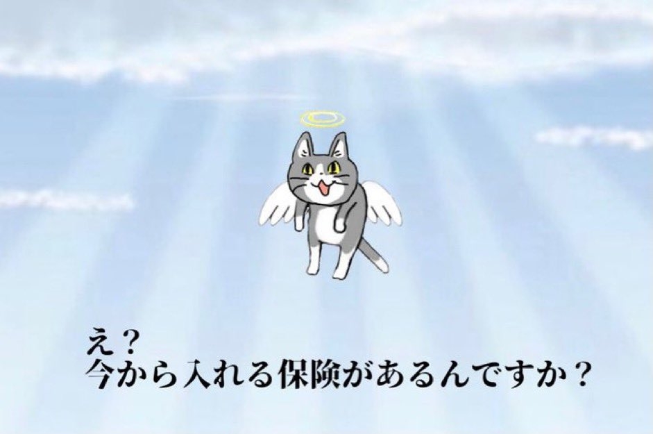 現場猫を見て癒されたい!Part9