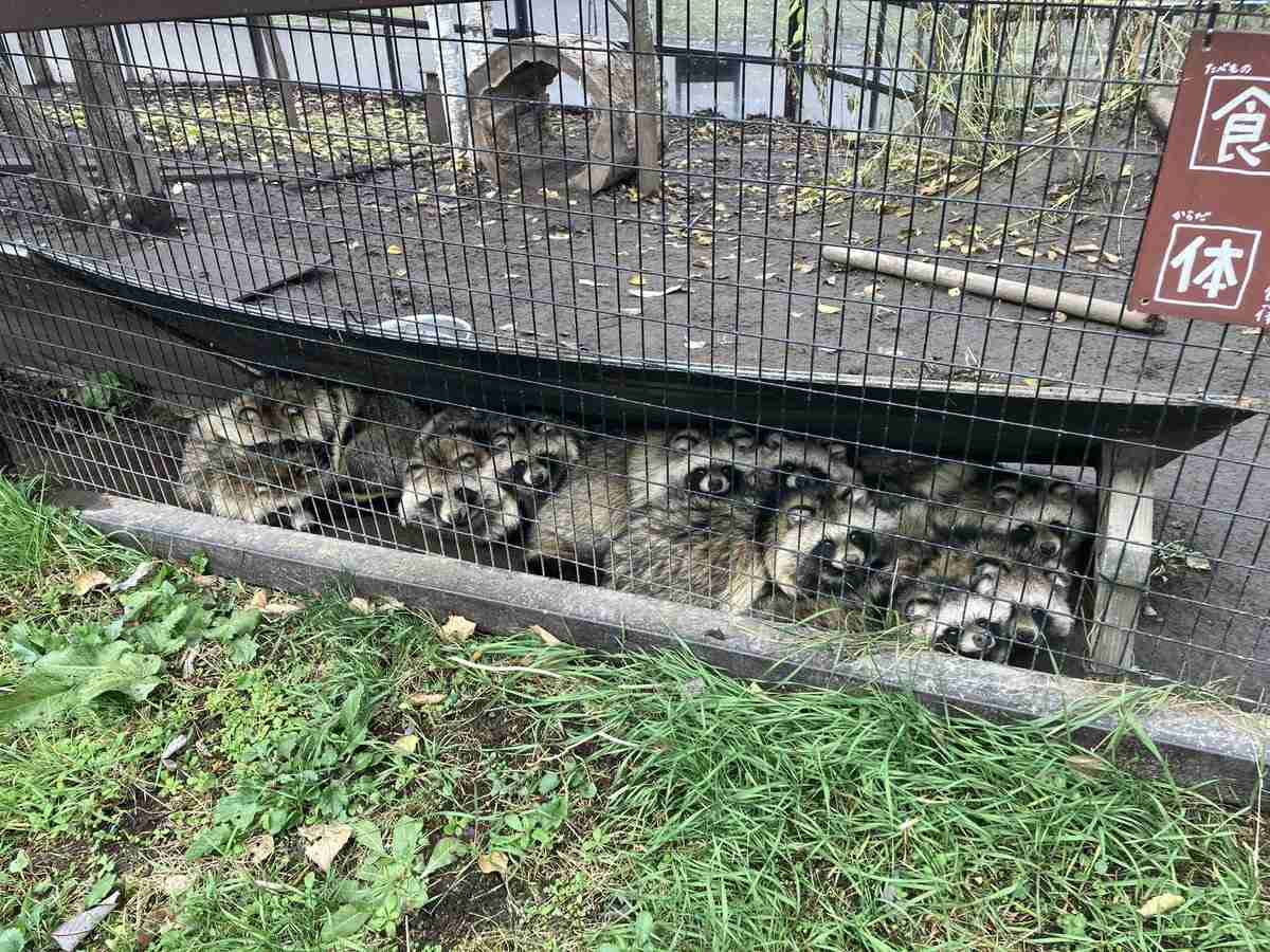 たぬき!狸!Tanuki!Part7