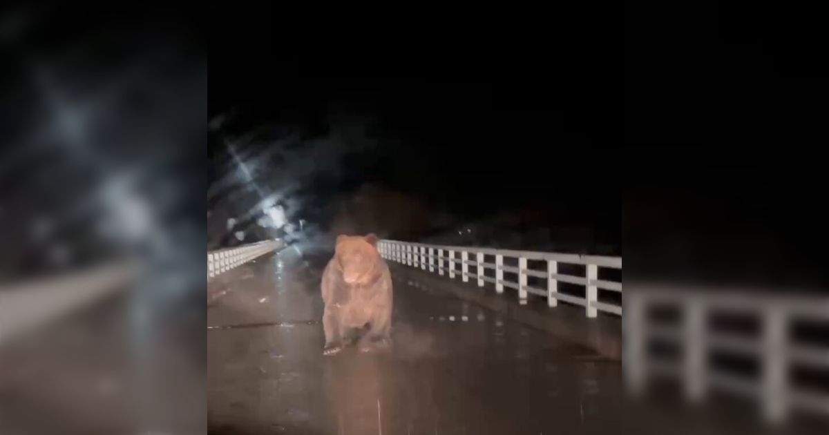 北海道で車を運転中、ヒグマに襲われる動画が想像以上に衝撃映像だった…真正面から突撃してくる迫力に「こんなにデカいのか」「死んだフリとか無理」 - Togetter