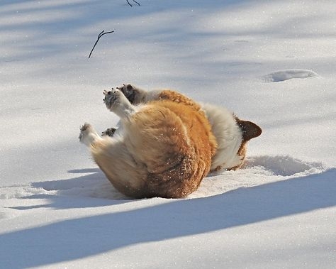 散歩の帰り道で突然力尽きたコーギーに注目集まる⇨「電池切れ」「コーギーあるある」の声