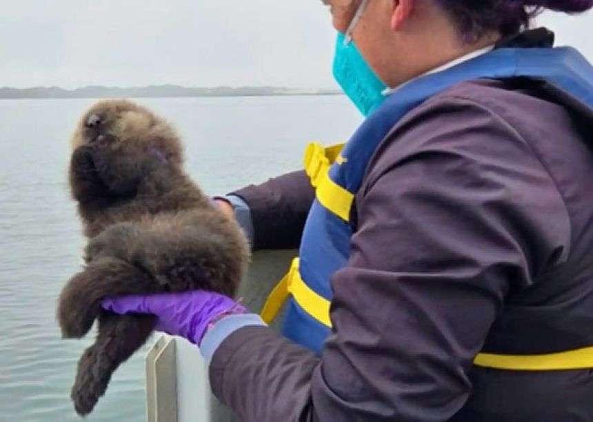 スピーカーから流れる我が子の声!迷子のラッコが母親と劇的な再会