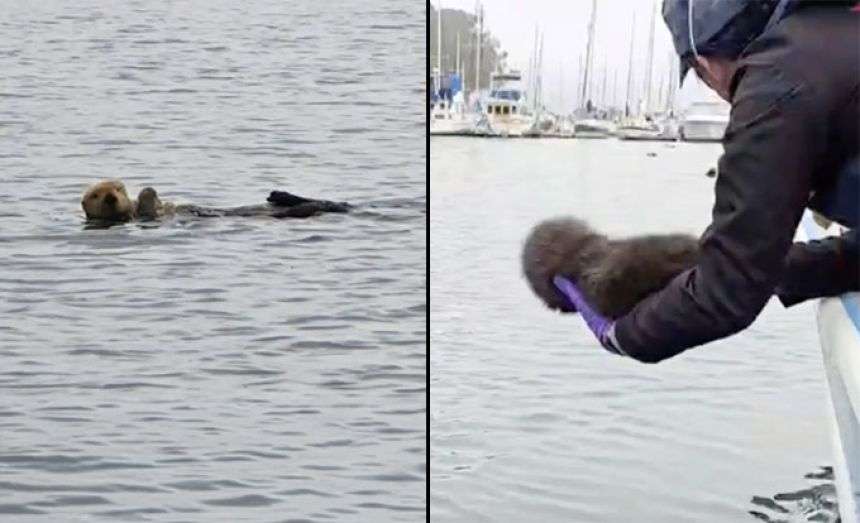 スピーカーから流れる我が子の声!迷子のラッコが母親と劇的な再会