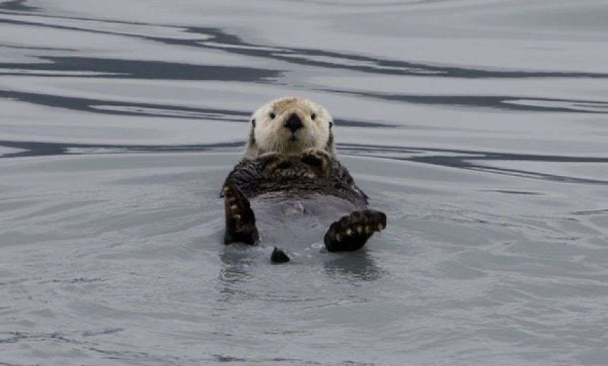 スピーカーから流れる我が子の声！迷子のラッコが母親と劇的な再会 | カラパイア
