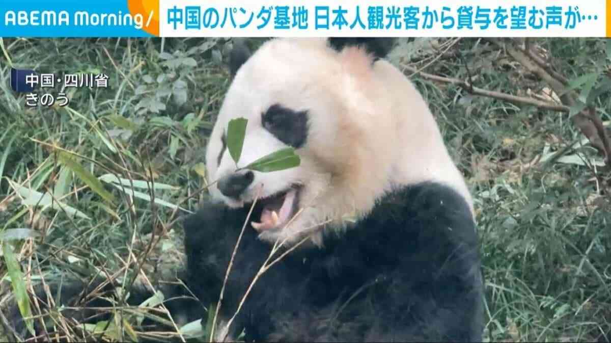 中国のパンダ基地 日本人観光客から貸与を望む声「できればずっと続けてほしい」 | 国際 | ABEMA TIMES | アベマタイムズ