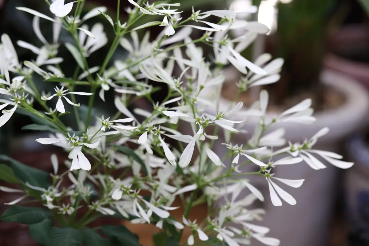 素朴で可憐な花