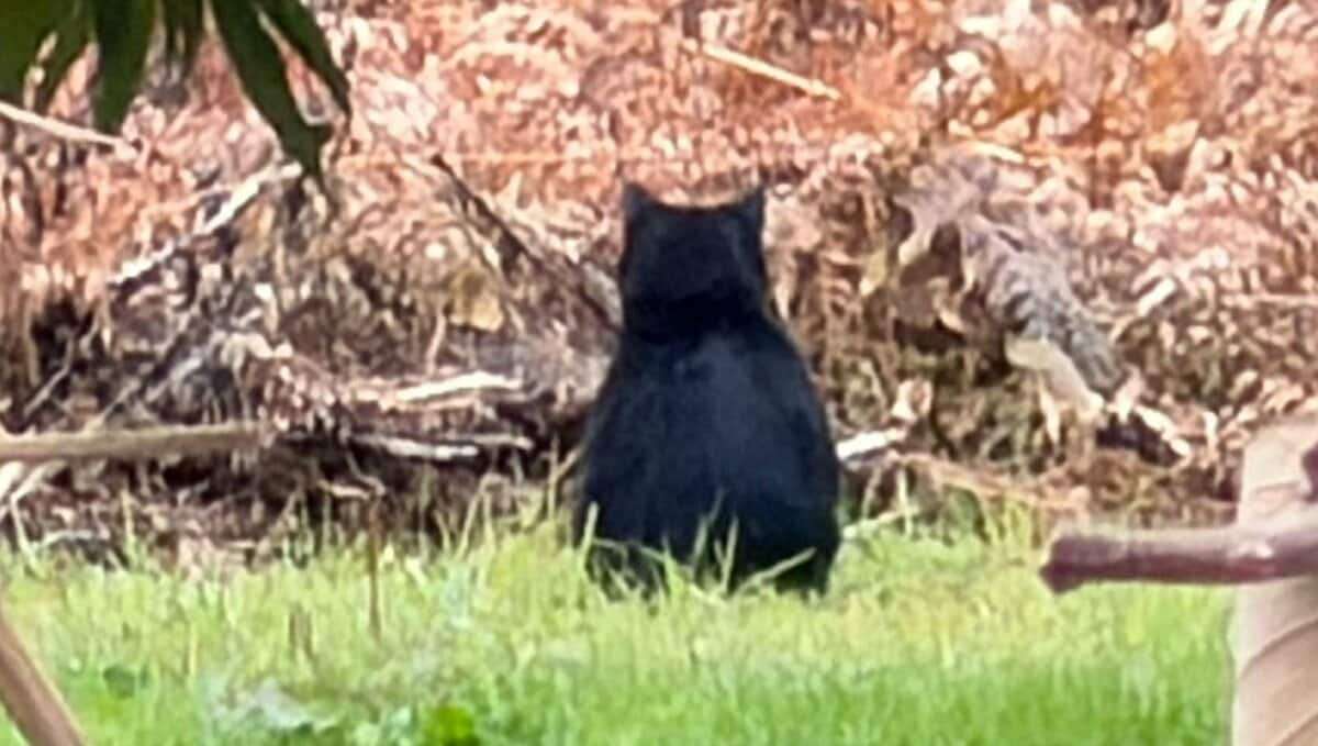 「くまちゃんがいた」散歩中の2歳園児が発見　クリ林に1頭のクマ…安全確保しながら園児怖がらないように「ワンちゃんだね…」と声かけて移動 | TBS NEWS DIG