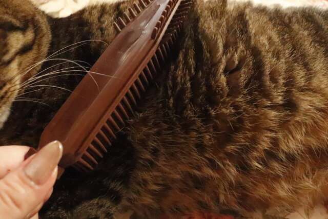 猫のブラシ