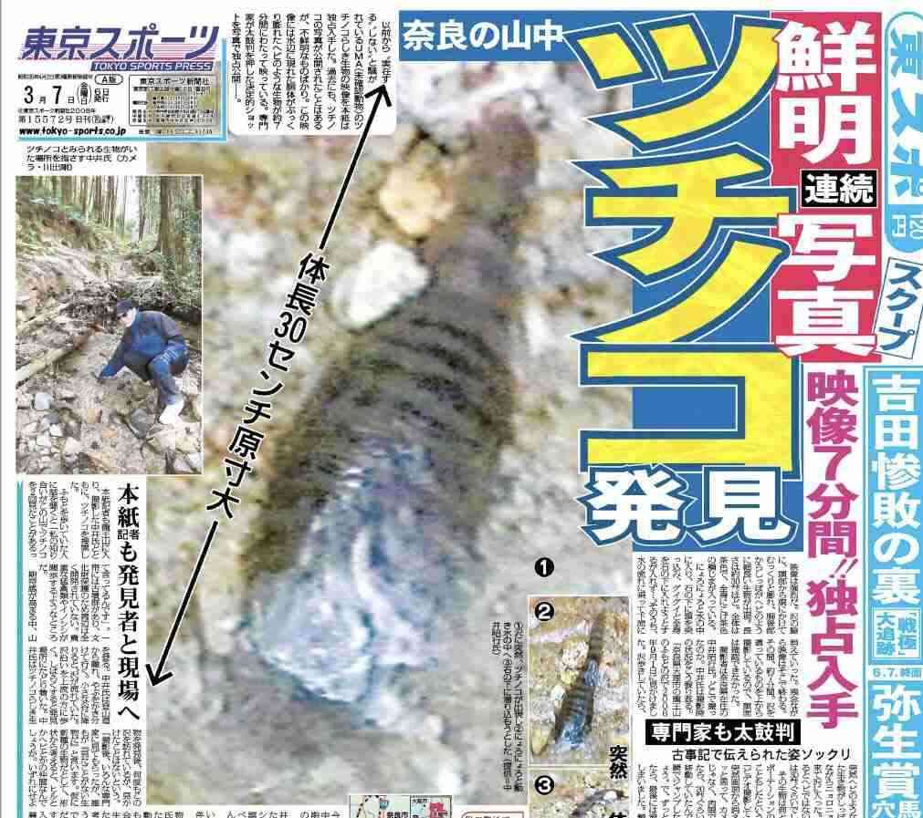 ツチノコなどUMAの値打ちについて