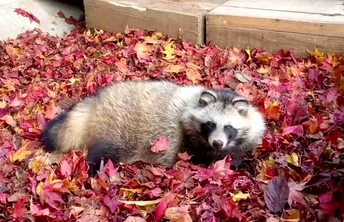 たぬき!狸!Tanuki!Part7