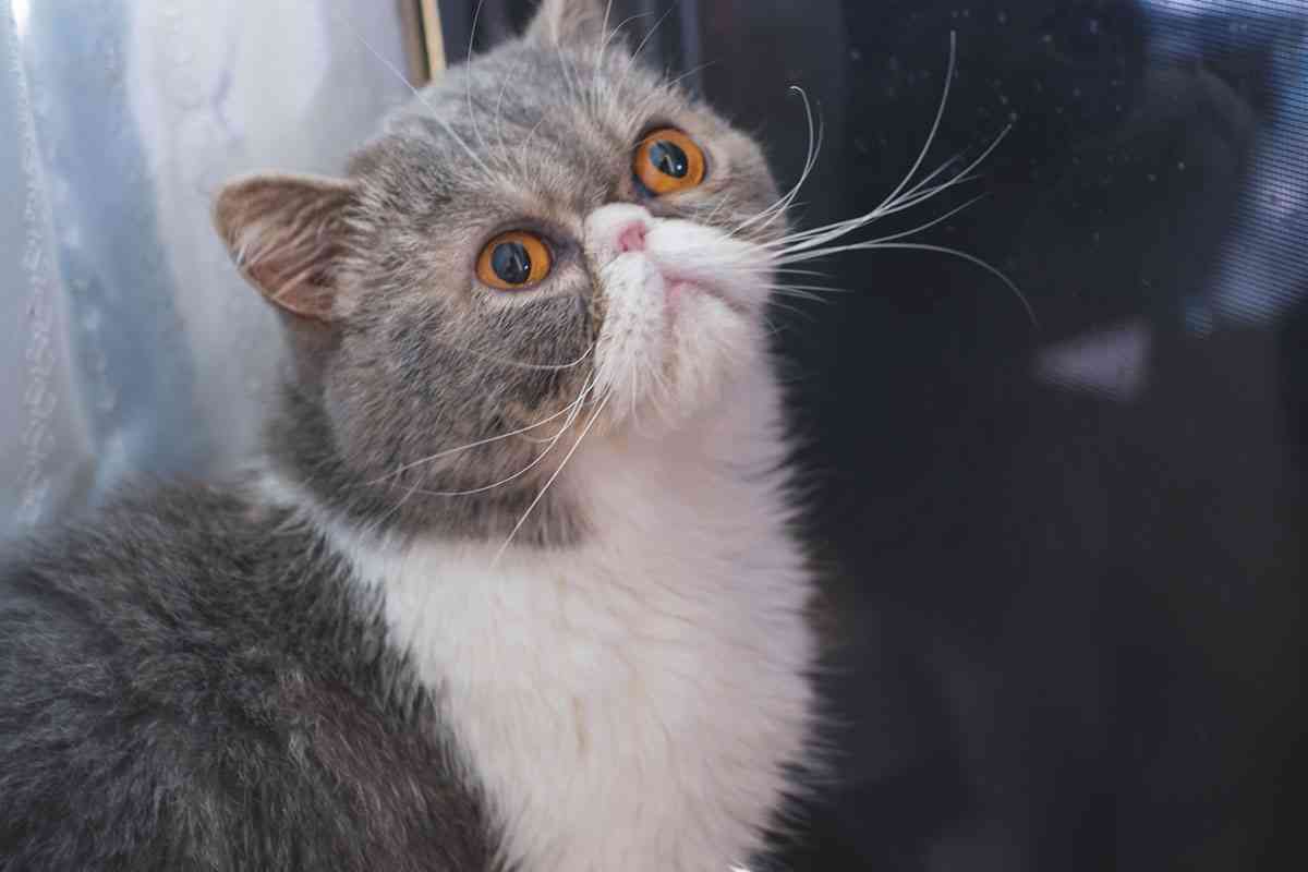 SNS2.9万いいね!林芳正総務相と“エキゾチックショートヘア”が激似!?→石破茂の“猫に好かれる伝説”も同時再燃